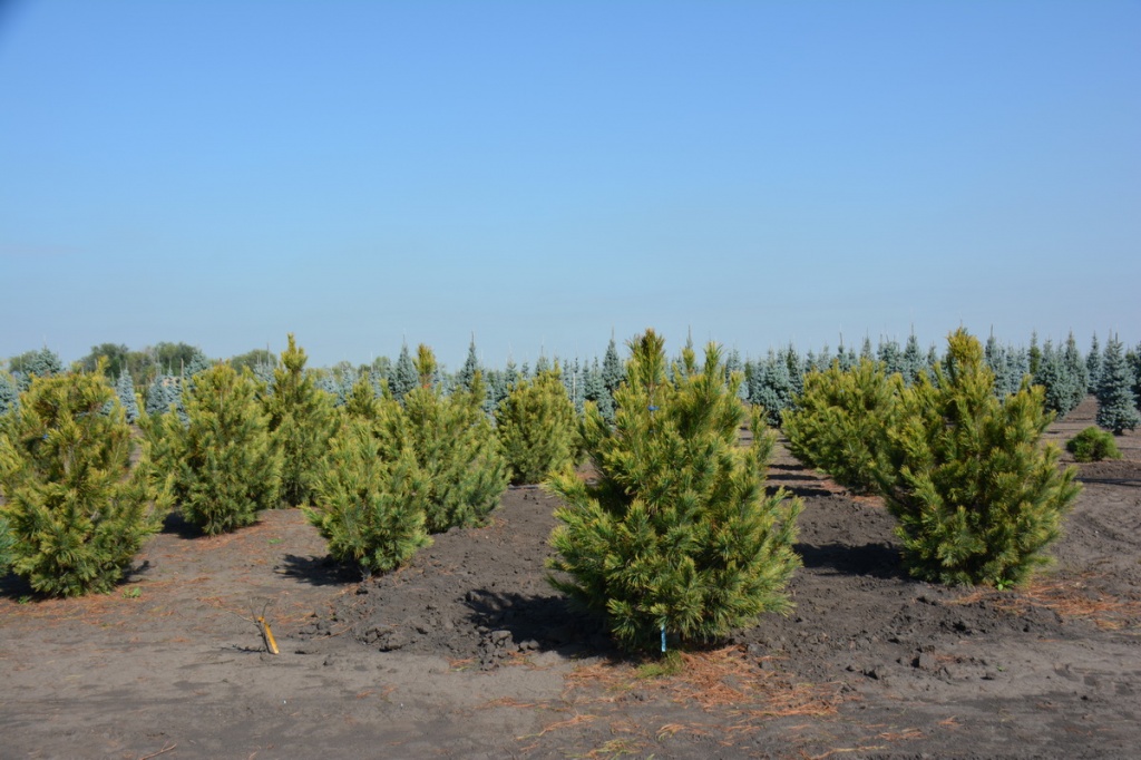 Pinus cembra `Aurea` (3).JPG